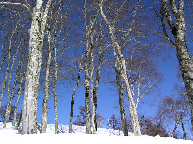 青空と白樺と雪のフリー写真素材 無料画像